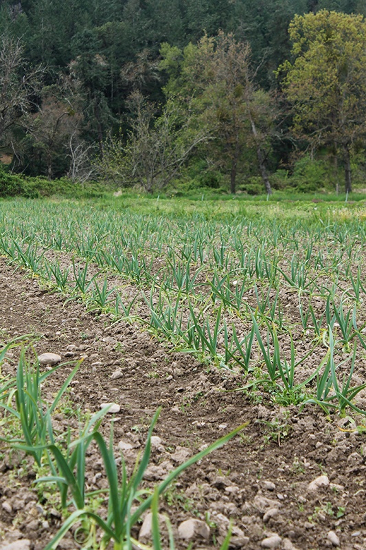 Large field of herbs growing in the dirt on the farm Large field of herbs growing in the dirt on the farm