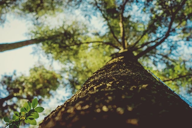 Tree trunk rising upward into forest canopy and blue sky