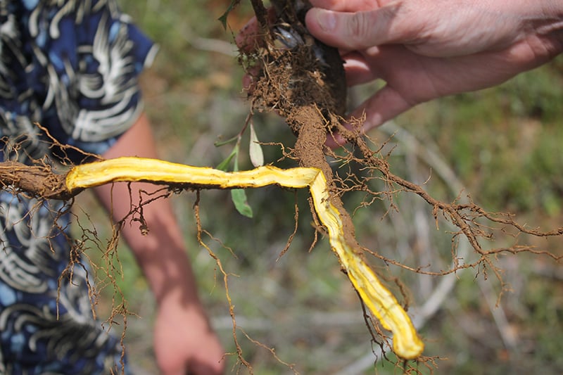 A freshly dug oregon grape root is held