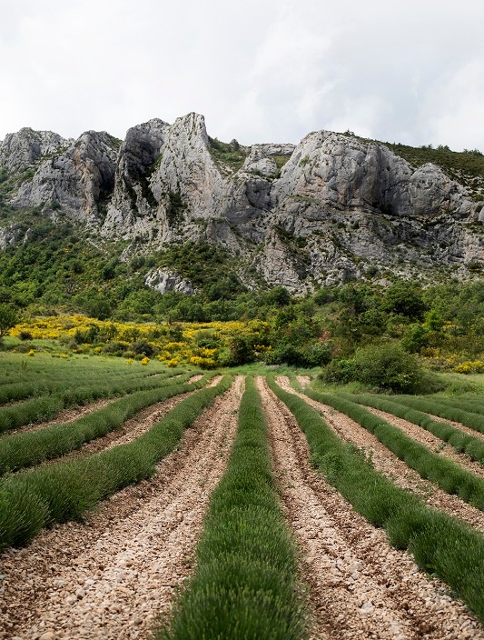 Rows of lavender lead to a rocky peak