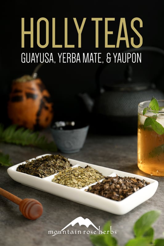 Three varieties of holly teas including yerba mate, guayusa, and yaupon. 