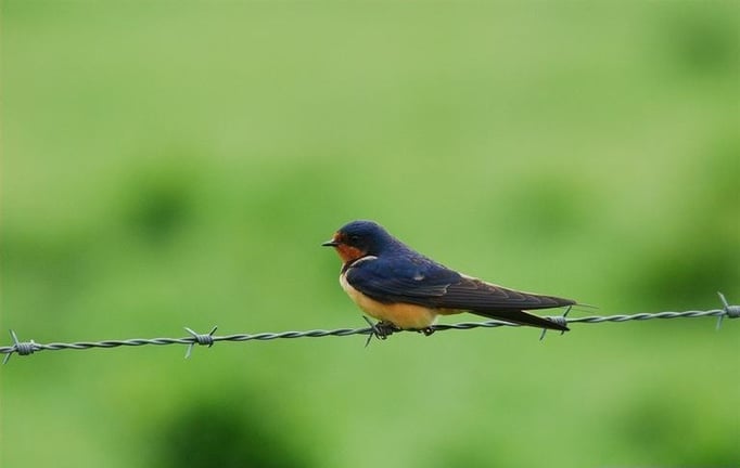 Barn swallow bird sitting on wire