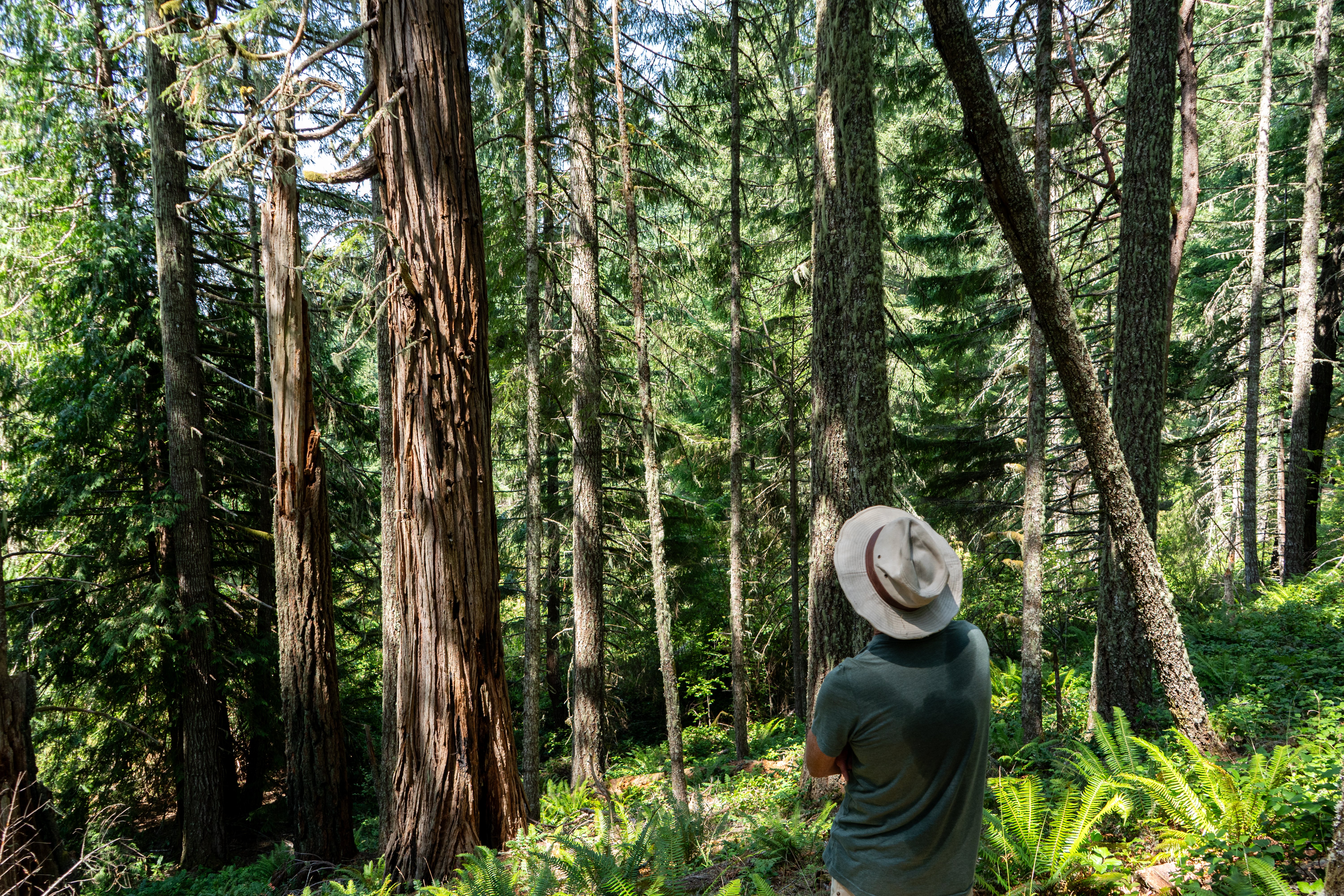 A Cascadia Wildlands volunteer looking over the massive old-growth trees in the proposed Blue and Gold timber sale in SW Oregon (Photo by Cascadia Wildlands)