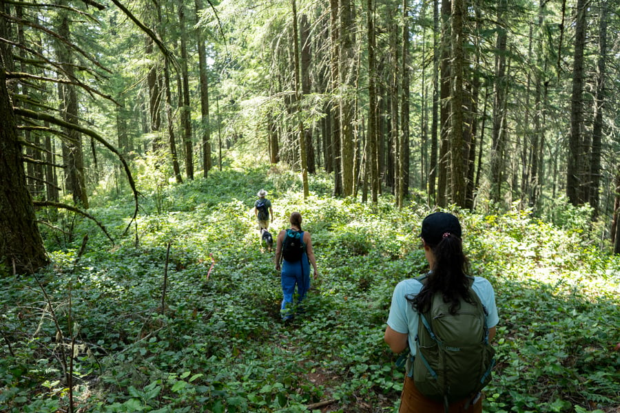 A group of Cascadia Wildlands staff and volunteers on a field check of the proposed Blue and Gold timber sale in SW Oregon (Photo by Cascadia Wildlands)