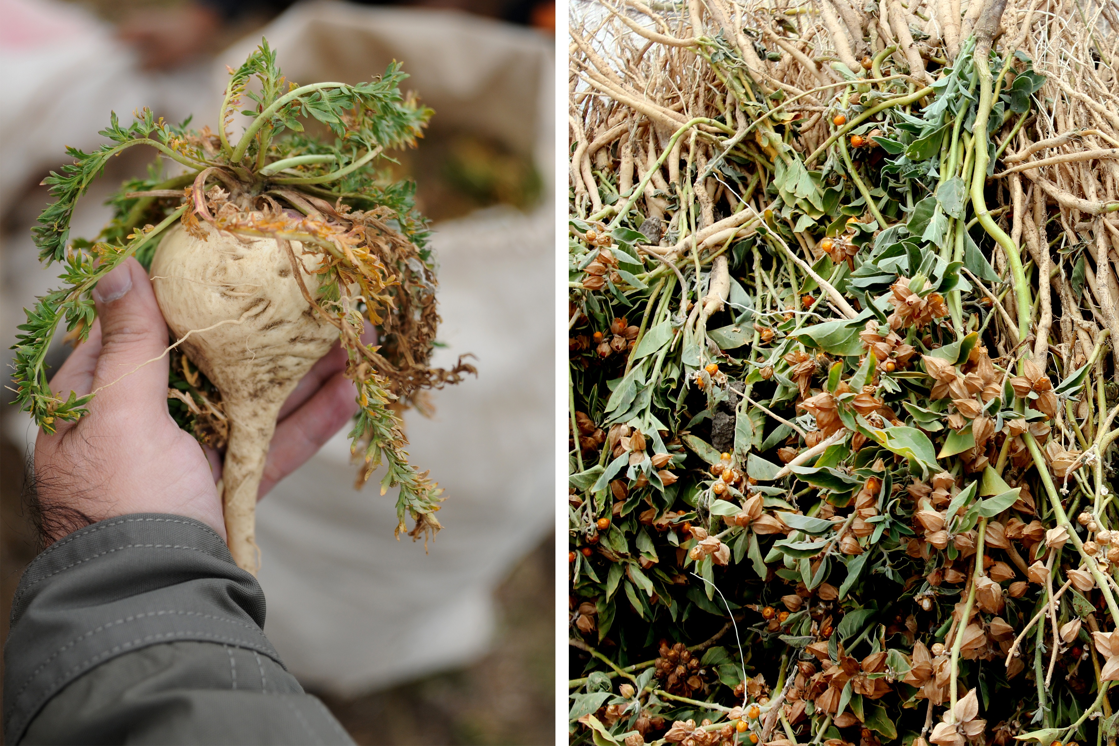 Hand holding fresh maca root and second image of ashwagandha plants laid out after harvest