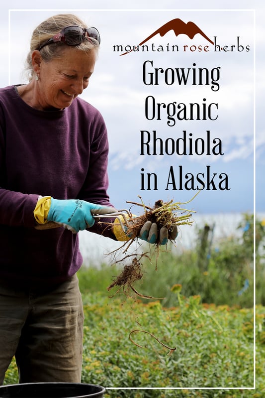 Pin for growing organic rhodiola in Alaska