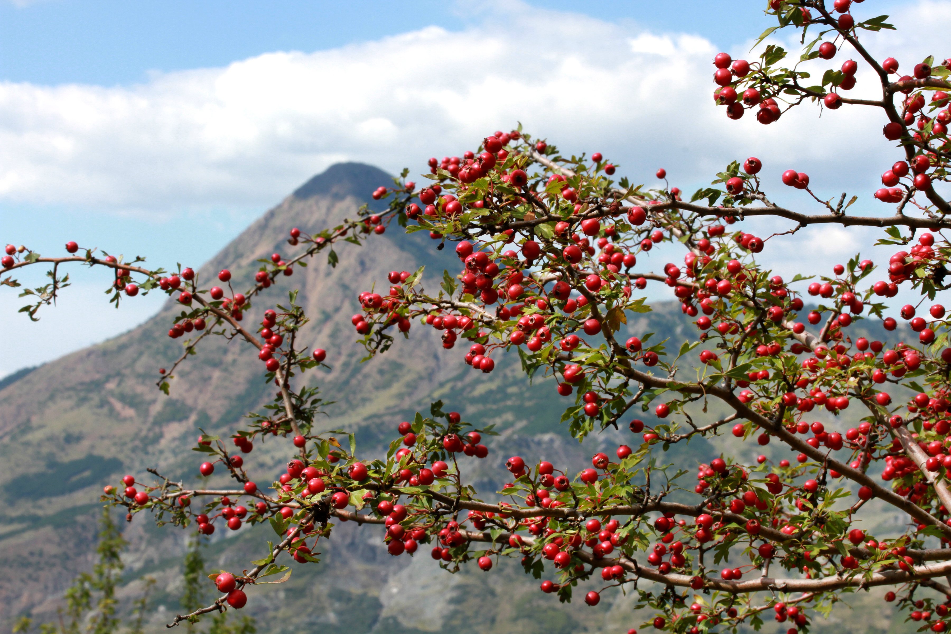 A colorful bush filled with rosehips sits in the foreground while a looming mountain peeks through under the clouds in Albania.