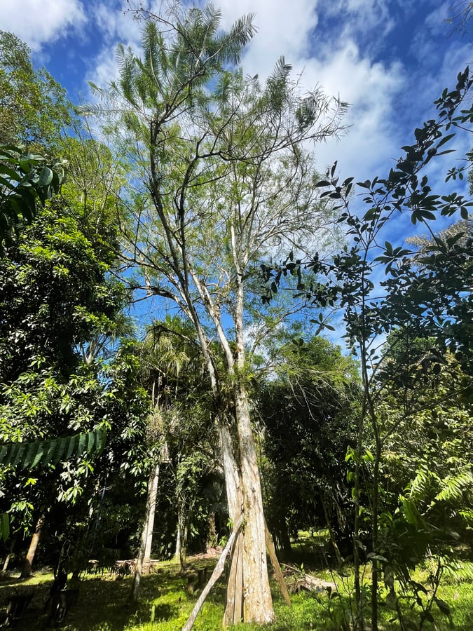 Tall amla tree in Costa Rica. 