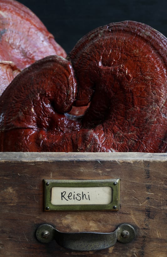 Reishi mushroom organized in the apothecary kitchen with label