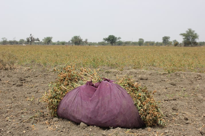 Bundle of Freshly Harvested Ashwagandha Sitting On The Farm In Dirt in Field of Ashwagandha Bundle of Freshly Harvested Ashwagandha Sitting On The Farm In Dirt in Field of Ashwagandha