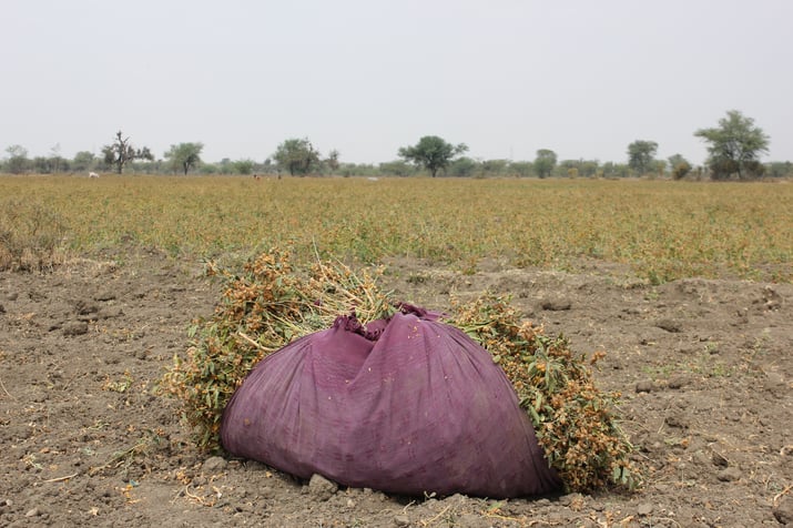 Bundle of Freshly Harvested Ashwagandha Sitting On The Farm In Dirt in Field of Ashwagandha