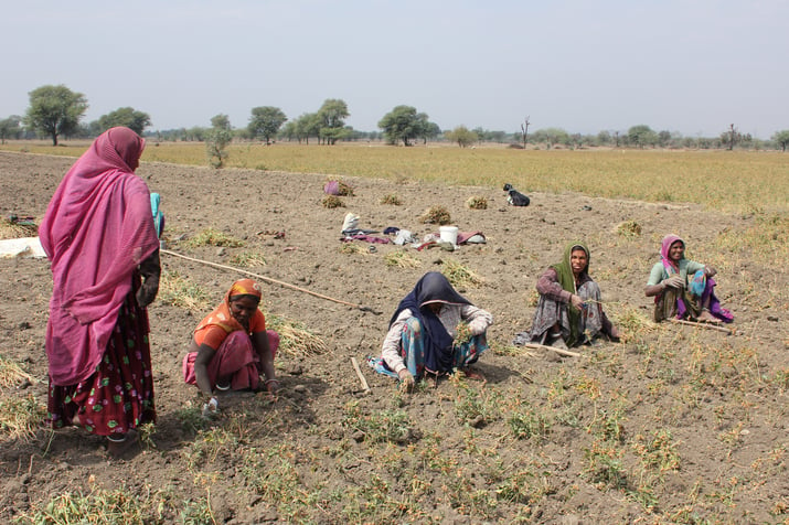 Farmers harvesting Ashwagandha by hand and using tools in Ashwagandha field in India