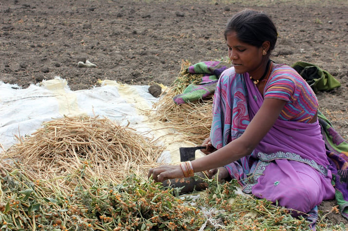 Indian farmer sitting in Ashwagandha field cutting the leaf and flowers from the dried roots