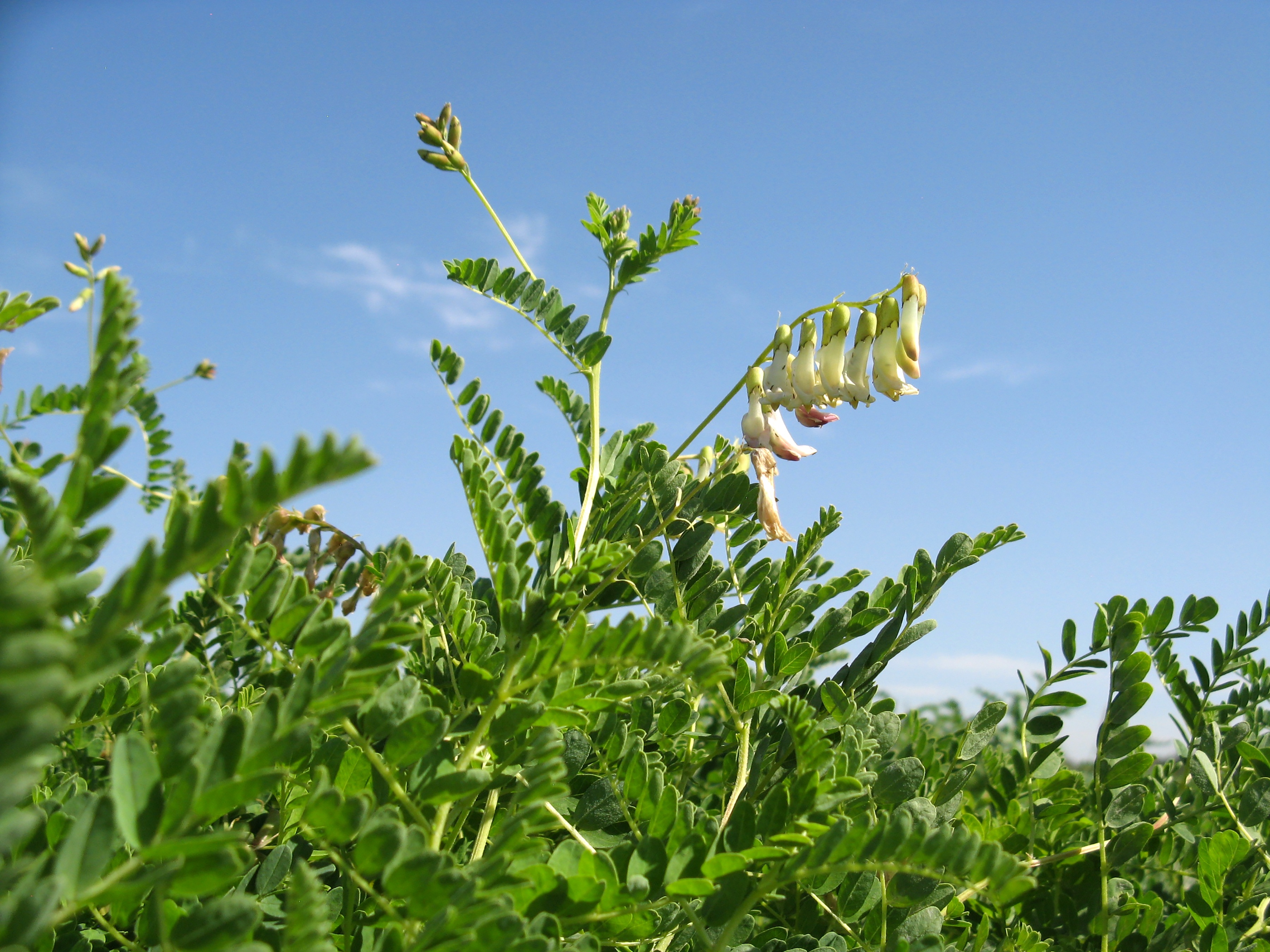 Astragalus Flowers against blue sky in field