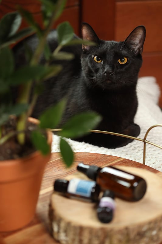 Black cat with potted plant and aromatherapy ingredients.