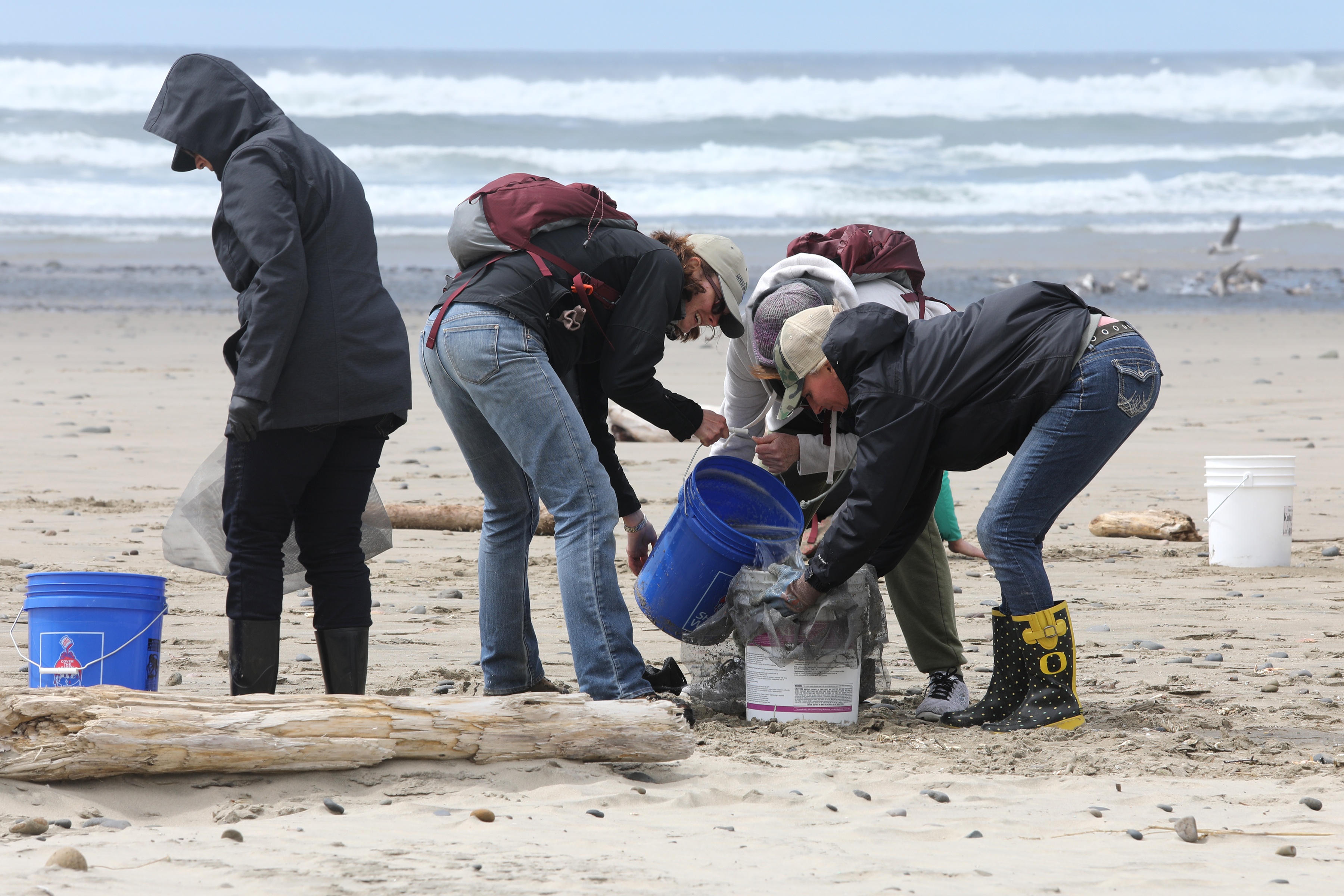 Group of people working together to sift microplastic into buckets on Oregon Coast