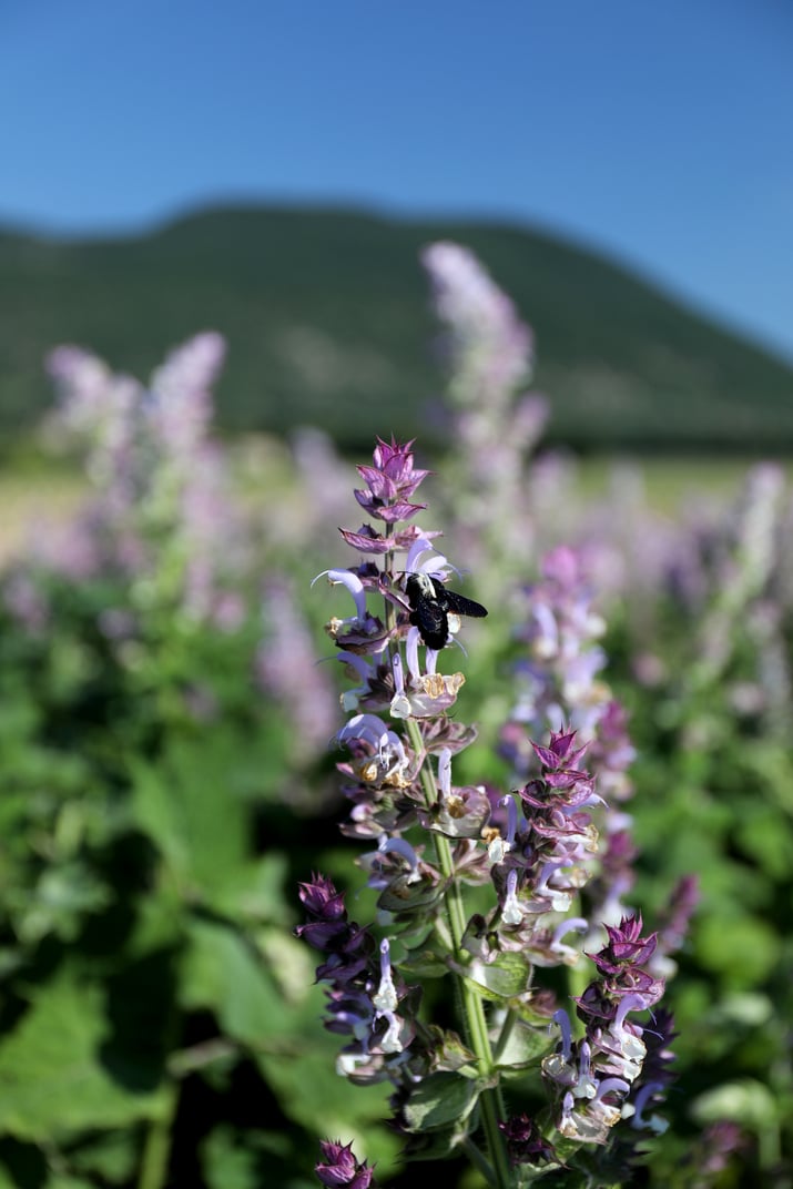 Bee perched on a flowering clary sage plant in a field with mountains behind.