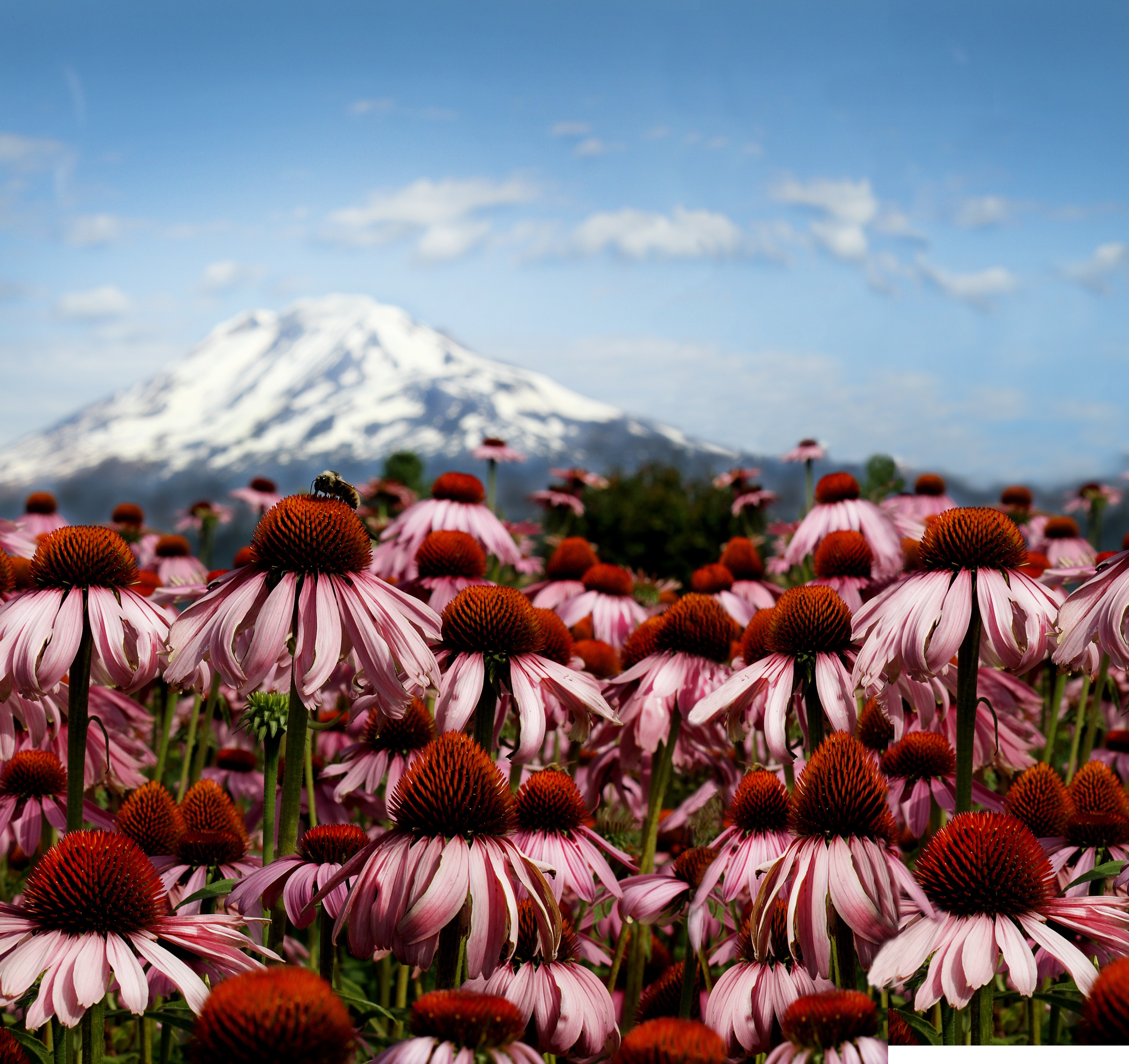 Bee sitting on top of echinacea flower in a field with a mountain in the background