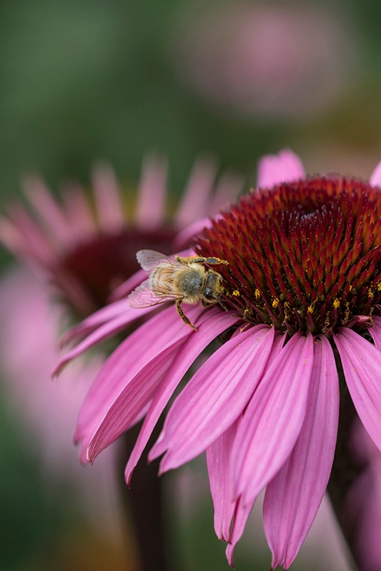 close up of bee resting on pink echinacea flower