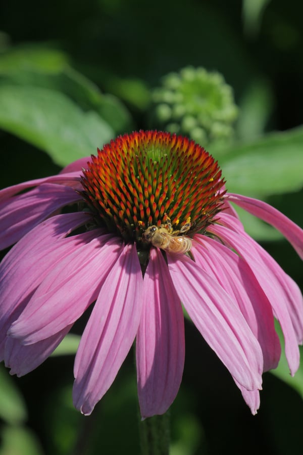 echinacea flower with honey bee