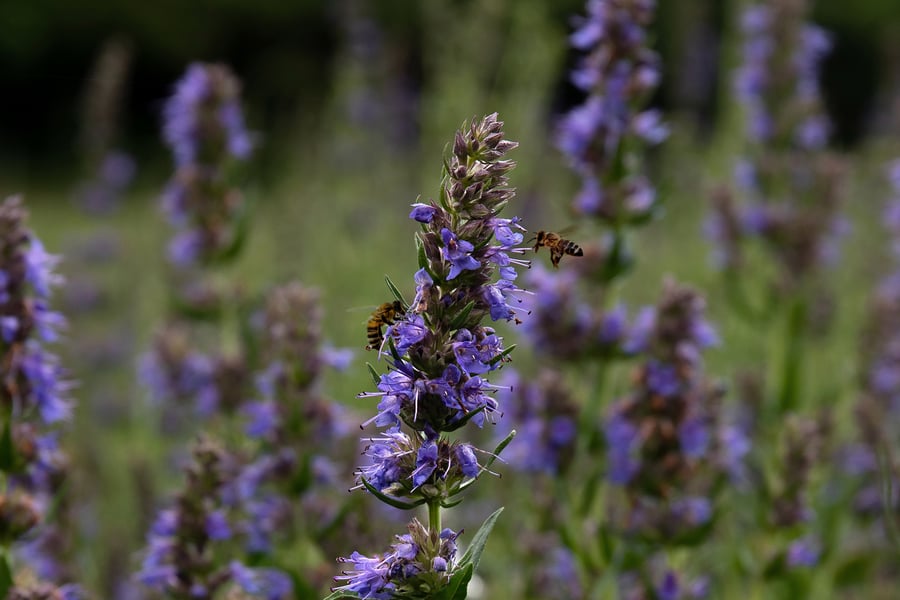 bees pollinating rosemary blossoms