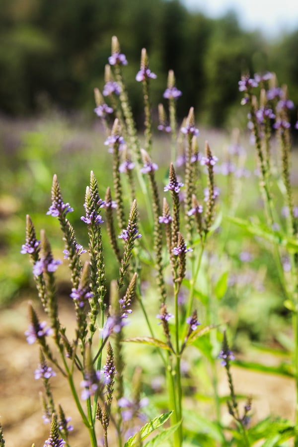 An organic blue vervain plant in bloom