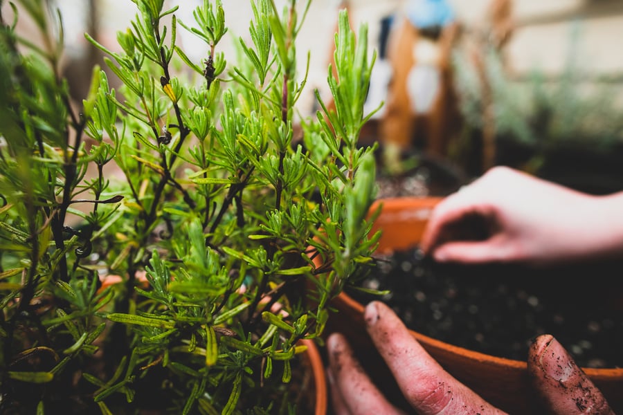 A organic rosemary plant with two hands in the background planting seeds and tending the soil