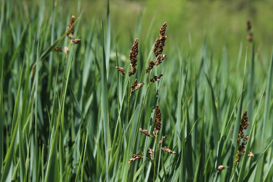 A field of sweetgrass