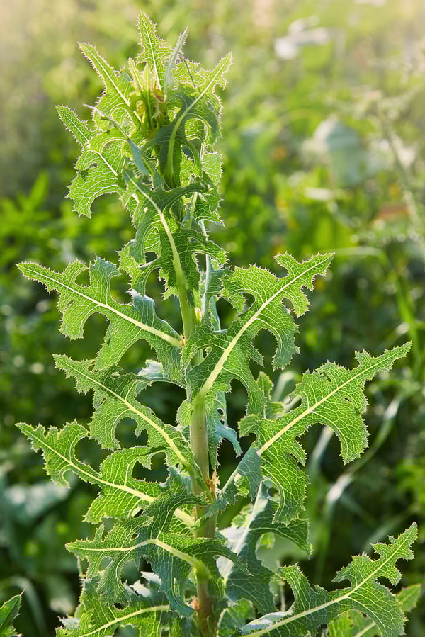 African American Herbalism_Wild Lettuce_AdobeStock_280732951