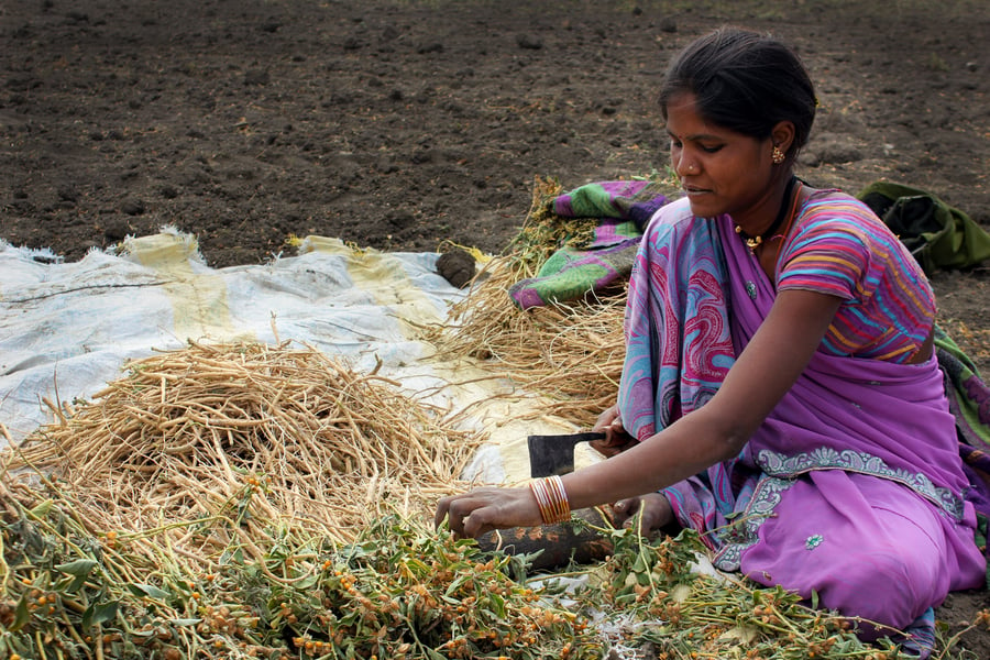 A woman harvests ashwagandha root