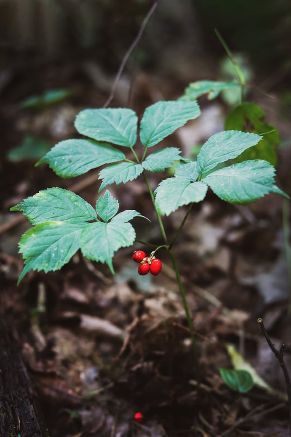 Wild American ginseng with red berries.