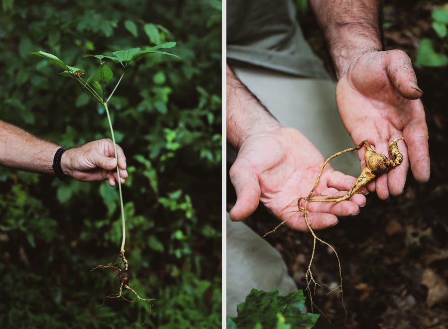 Forest grown ginseng being identified and harvested