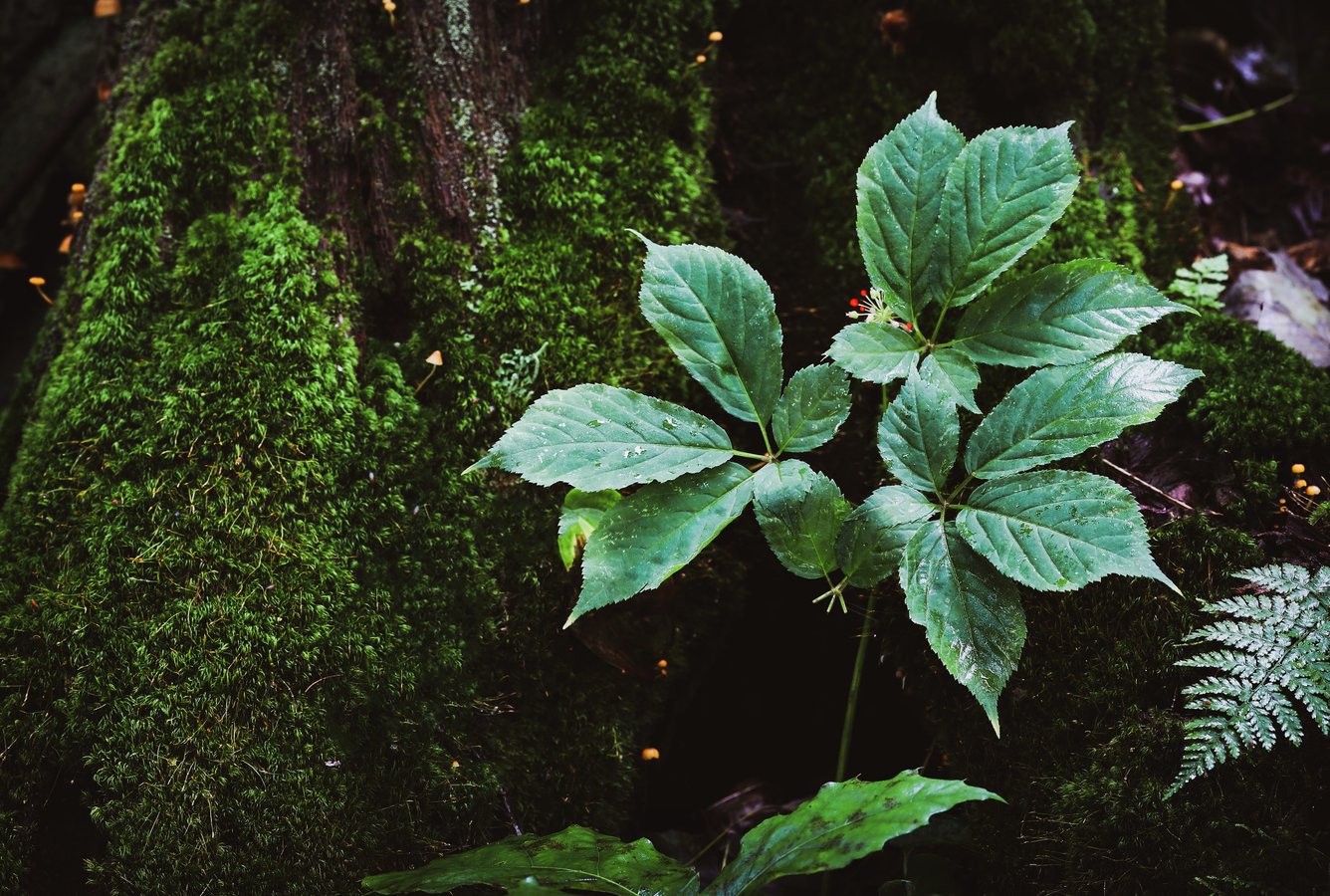 American ginseng plant against a mossy tree in the forest.