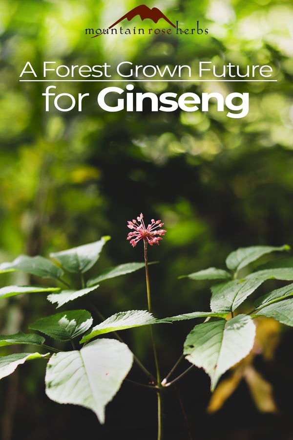 American Ginseng: A Forest Grown Future Pinterest pin for Mountain Rose Herbs
