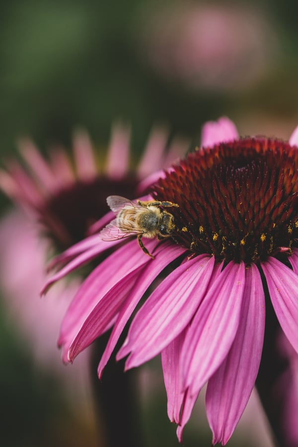 A bee gathers pollen on an echinacea bloom