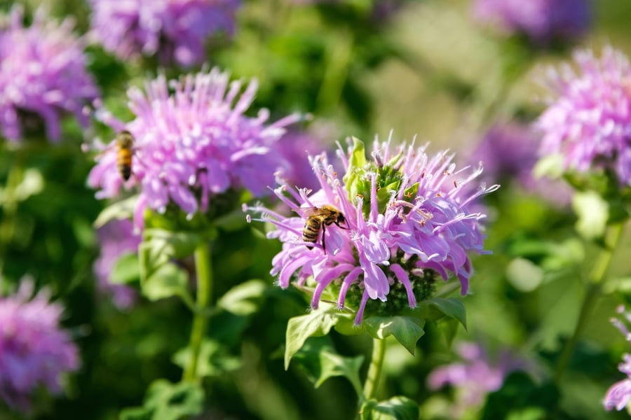 Bee balm with a honey bee on it