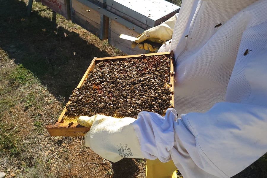 A close up of a bee hive tray covered in bees