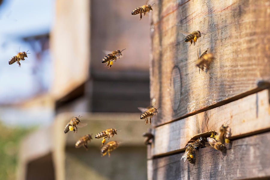 Pollen laden bees return to their hive