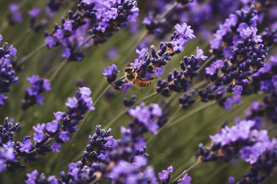 Honey bee on a lavender flower. 
