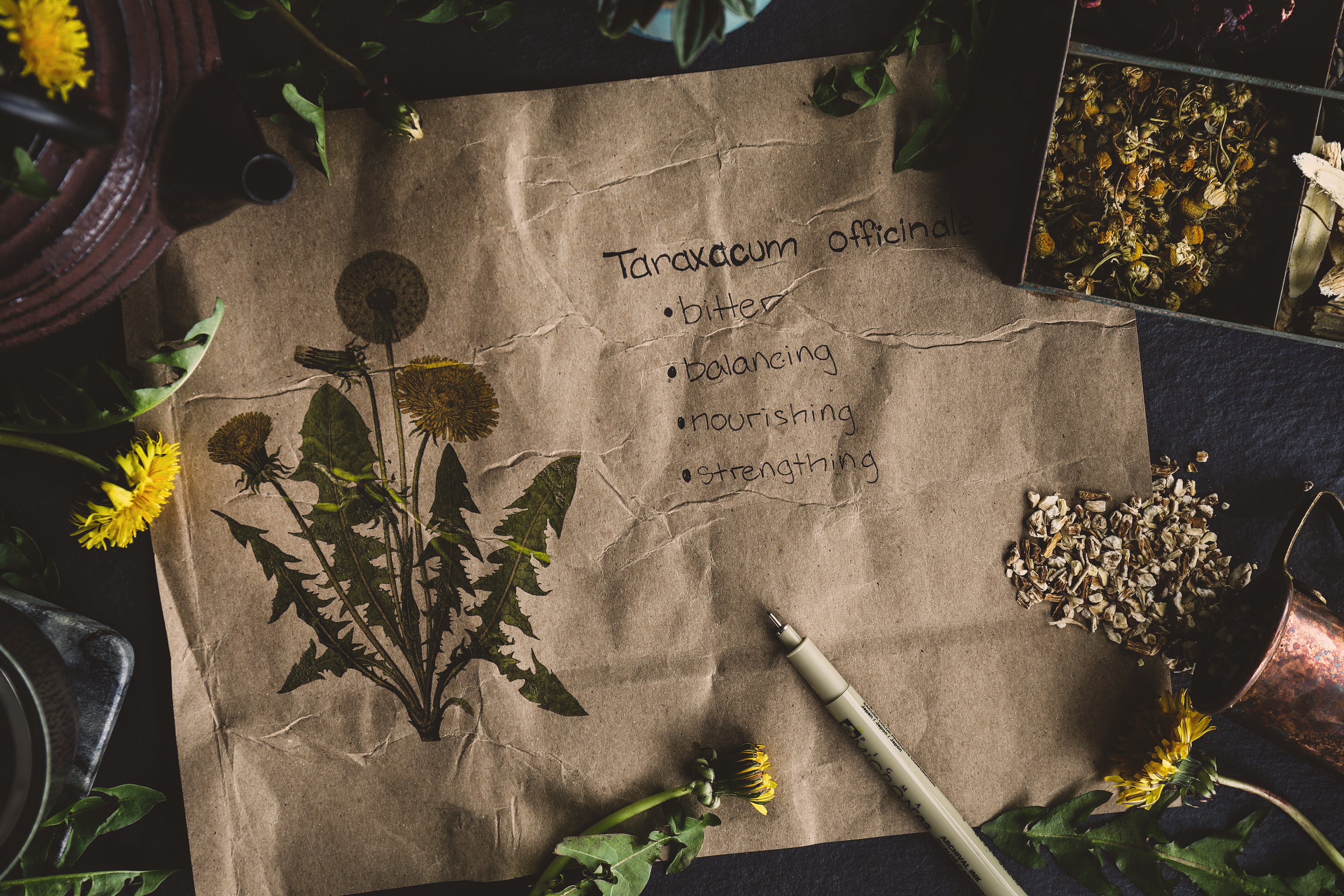 Hand written notes to learn about herbalism with illustration of a dandelion