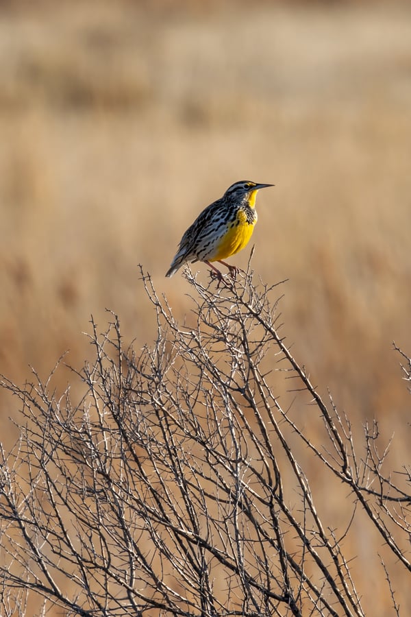 A western meadowlark (The state bird of Oregon) sits happily in the sunshine