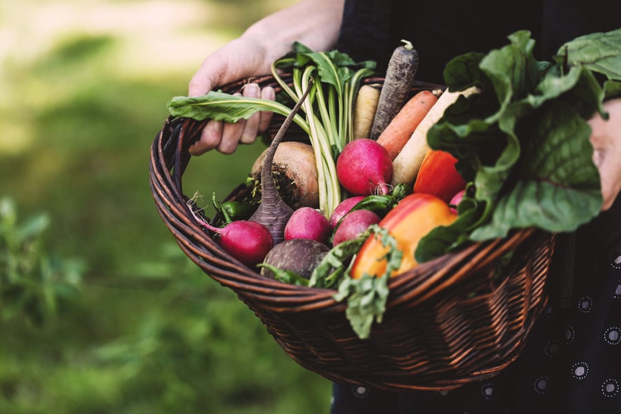A basket of fresh organic veggies is being held by a Mountain Rose Herbs' employee