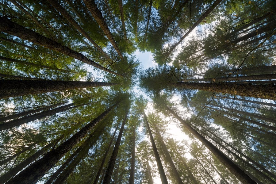 The beautiful canopy of an oregon forest