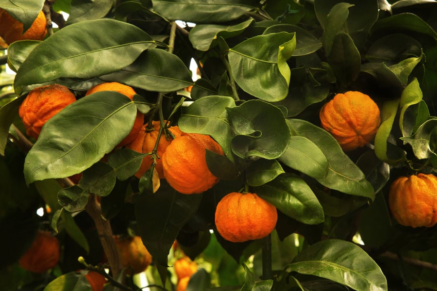 Bitter oranges grown on a leafy green tree