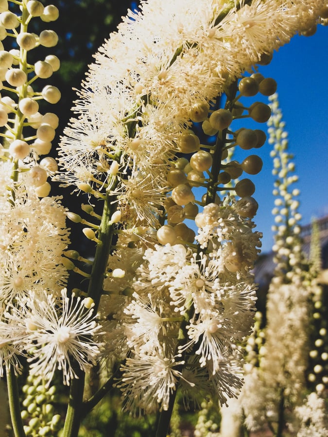 Black Cohosh in bloom- Airy white flowers. 