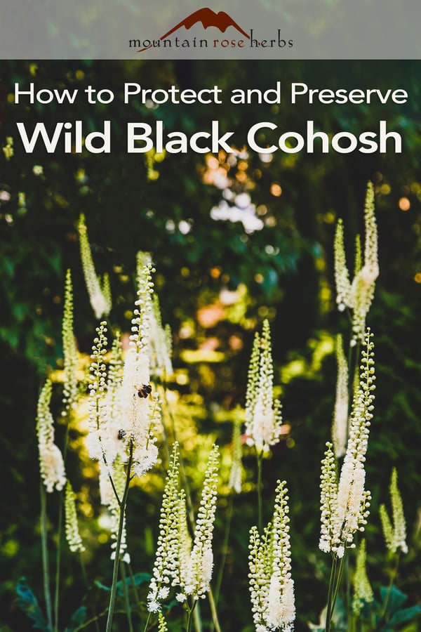 Black Cohosh: A Powerhouse Herb That Needs Help Pinterest pin for Mountain Rose Herbs 