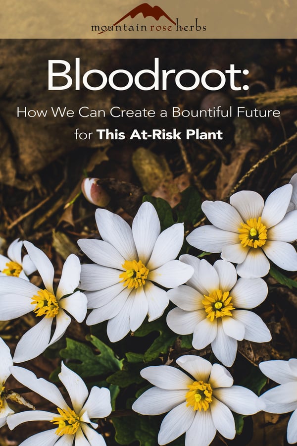 Bloodroot: How We Can Create a Bountiful Future for an At-Risk Herb Pinterest pin for Mountain Rose Herbs.