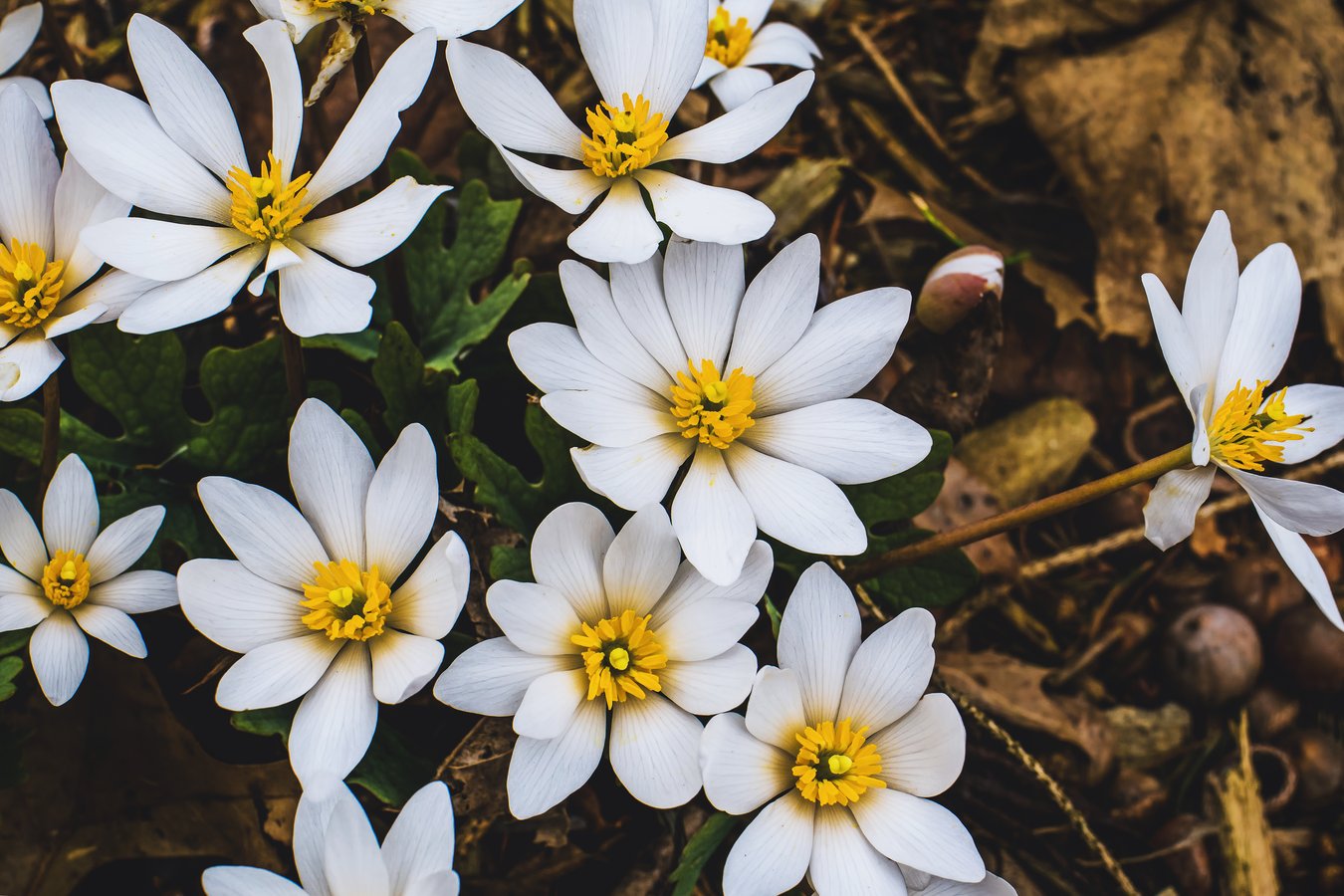 Bloodroot flowers