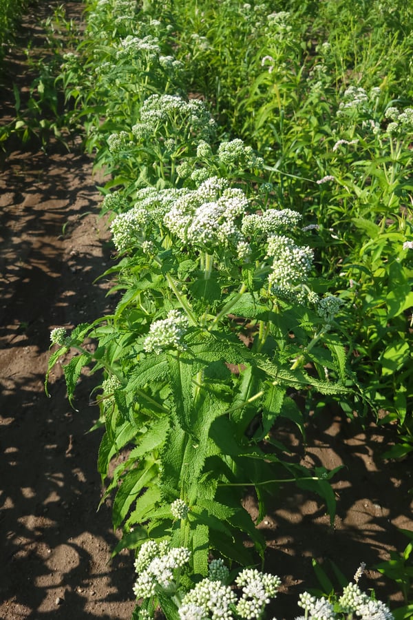 A boneset plant flowers in the midwest summer sunshine