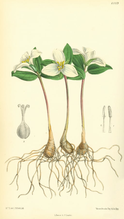 Botanical Trillium Illustration